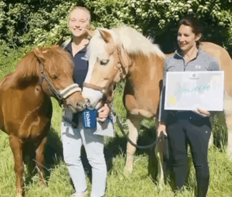 Mehr über den Artikel erfahren 🐎☀️ 100 Schulpferde plus 🐎☀️
